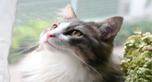 Cats Allbum